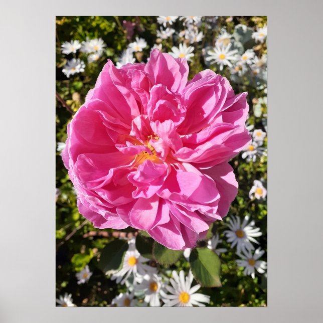 Rose rose Rose David Austin Flower Poster (Devant)