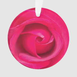 Rose rose rouge romantique