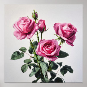 Rose Roses Flower Art Imprimer Poster
