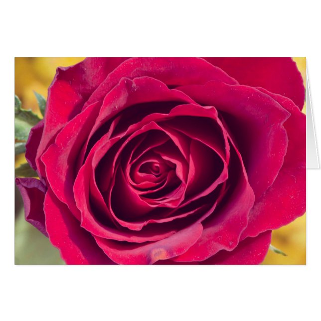 Rose rouge (Devant horizontal)