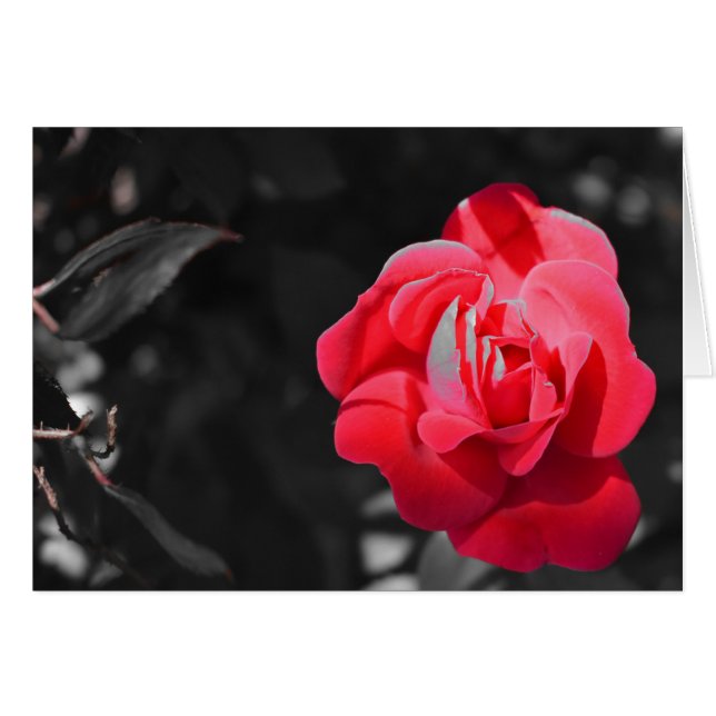 Rose rouge (Devant horizontal)