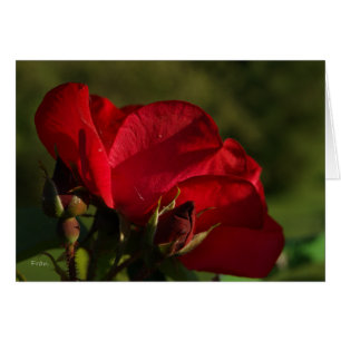 rose rouge
