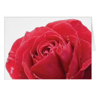 Rose rouge avec gouttelettes d'eau