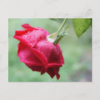 Rose rouge avec gouttelettes d'eau Carte postale