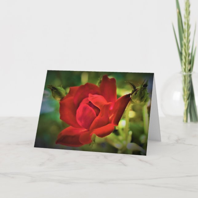 Rose rouge, carte (Devant)