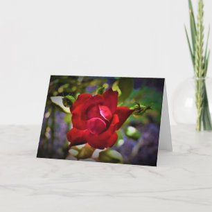 Rose rouge, carte