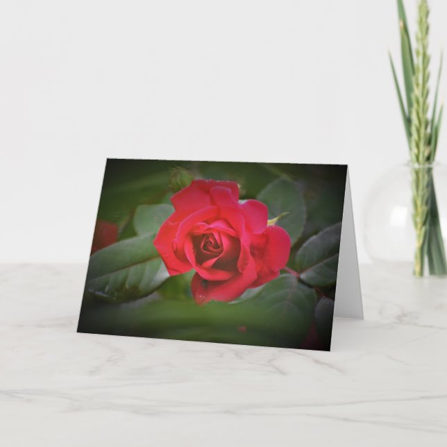 Rose rouge, carte (Devant)