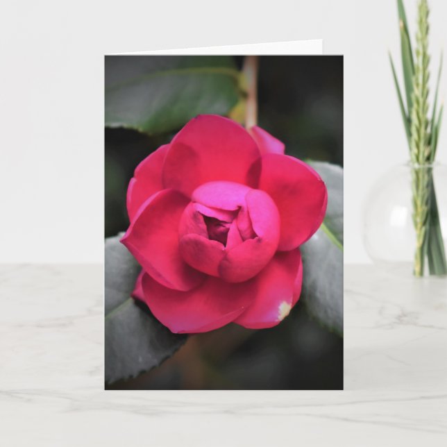 Rose rouge, carte (Devant)