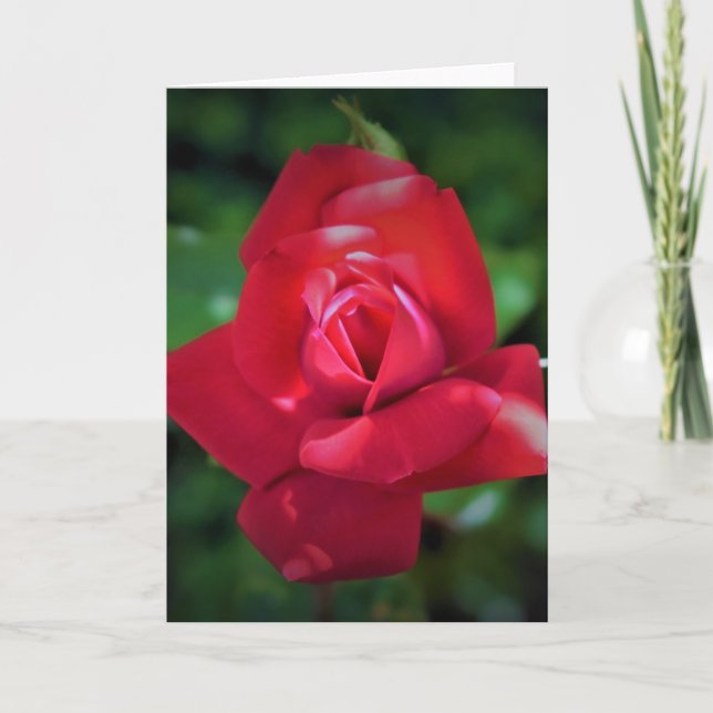 Rose rouge, carte (Devant)