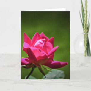 Rose rouge, carte