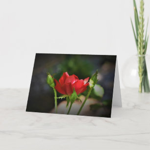 Rose rouge, carte