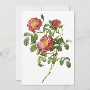Rose Rouge d'Amour par Redoute Invitation