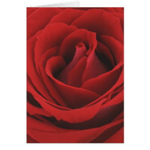 Rose rouge de floraison