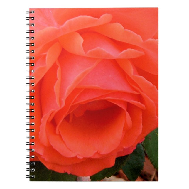 Rose rouge du Carnet d'été (Devant)
