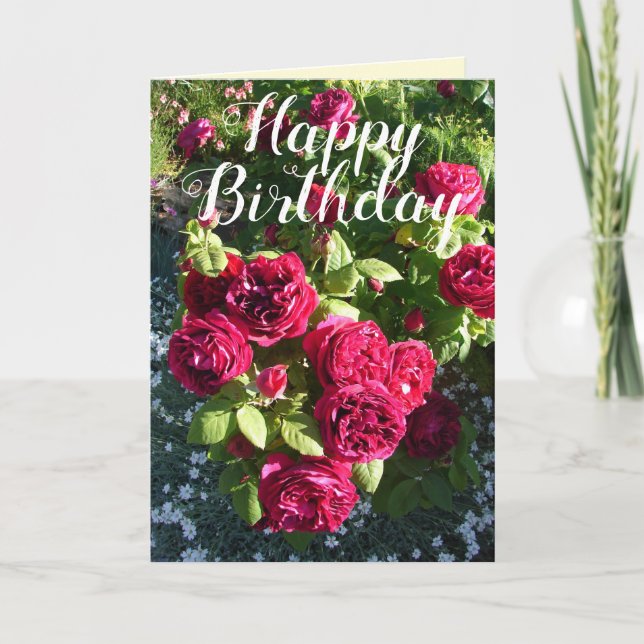 Rose rouge Fleur Jardin Rose fleurie Carte d'anniv (Devant)