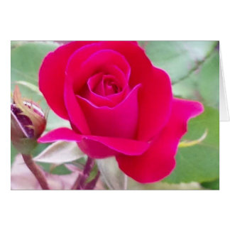 Rose rouge, Lafayette occidental, Indiana
