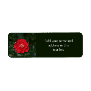 Rose rouge P6568