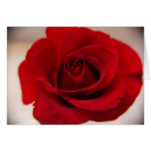 Rose rouge près