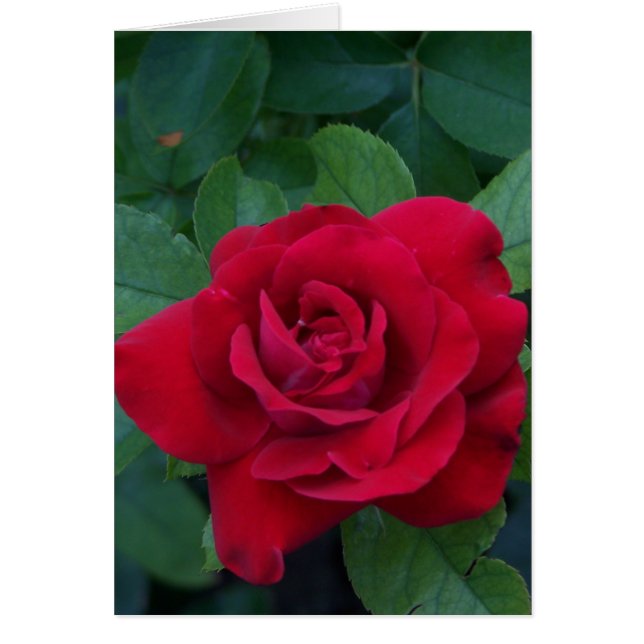 Rose rouge proche (Devant)
