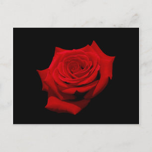Rose rouge sur carte postale Arrière - plan noire