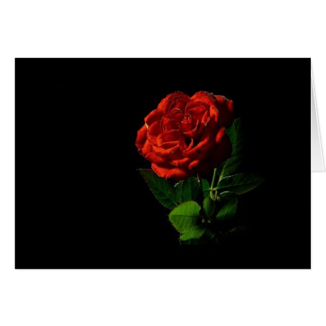 Rose rouge sur Floral noir (Devant horizontal)