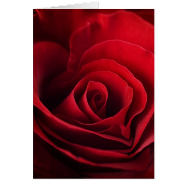 Rose rouge Valentine (Devant)