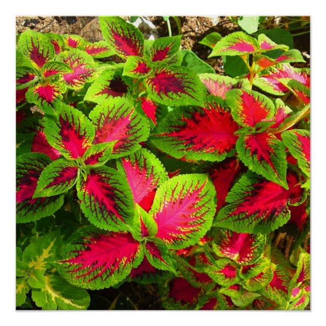 Rose Rouge Vert Coleus Fleur Poster Parfait (Devant)