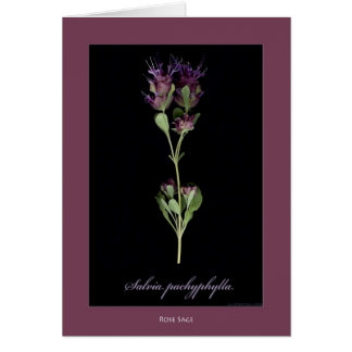Rose Sage Botanical Print Cards