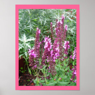 ROSE SALVIA ET ARTEMESIA POSTER