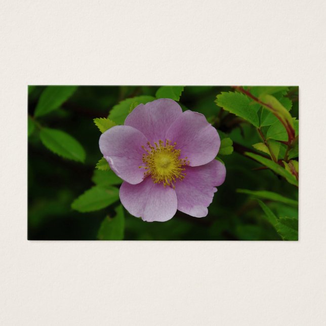 Rose sauvage (Devant)