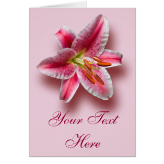 Rose Single Stargazer