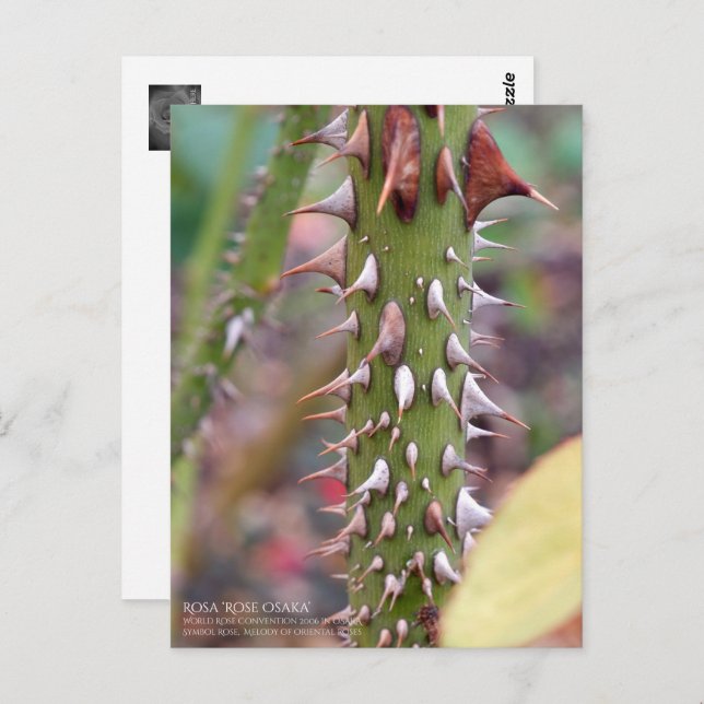 Rose Thorns: Rosa Rose Osaka ポストカード Postcard (Front/Back)