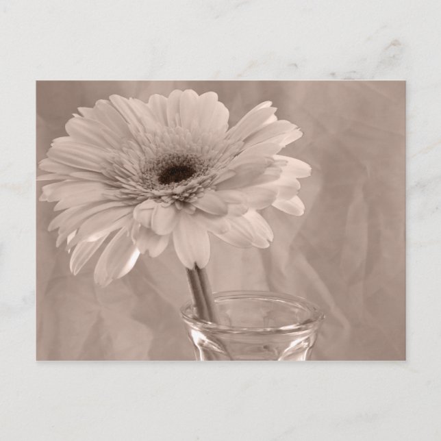 Rose Tinted Daisy Postcard (Front)