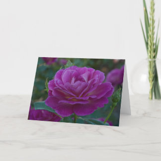 Rose violet Toutes les occasions Carte de voeux