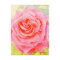 Rose Watercolor Postcard