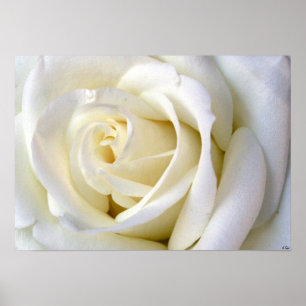 Rose White Poster