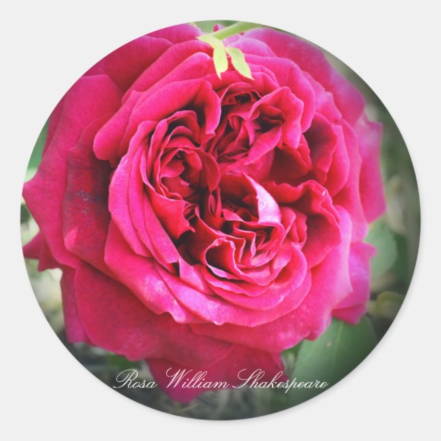 Rose William Shakespeare Classic Round Sticker (Front)