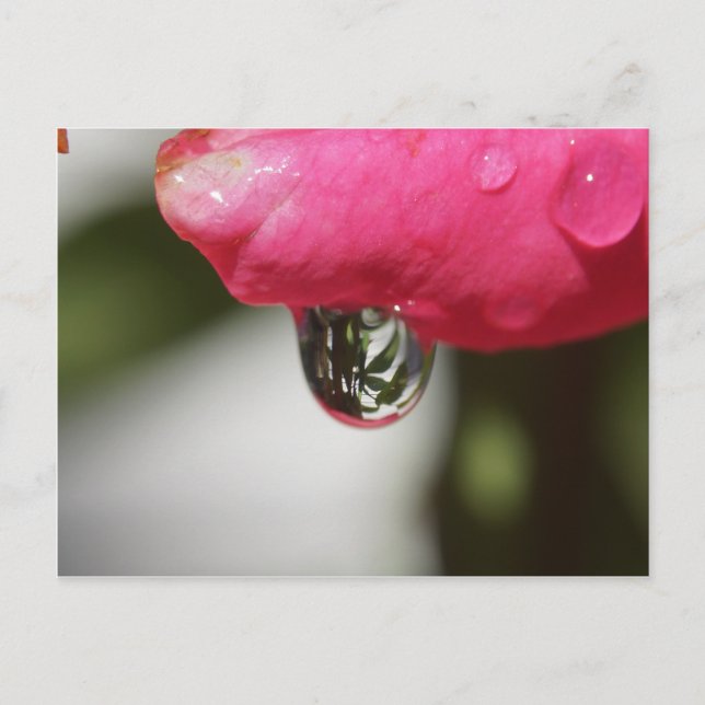 Rose with a view postcard (Front)