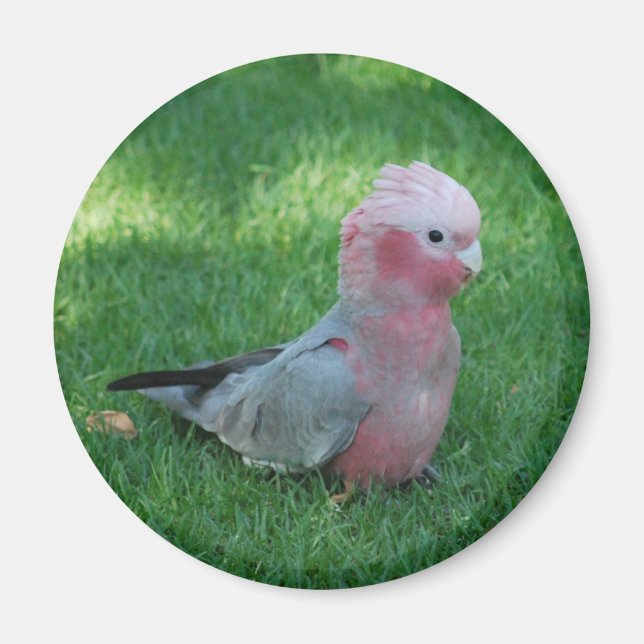 Roseate Cockatoo Magnet (Front)