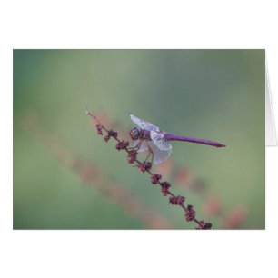 Roseate Skimmer