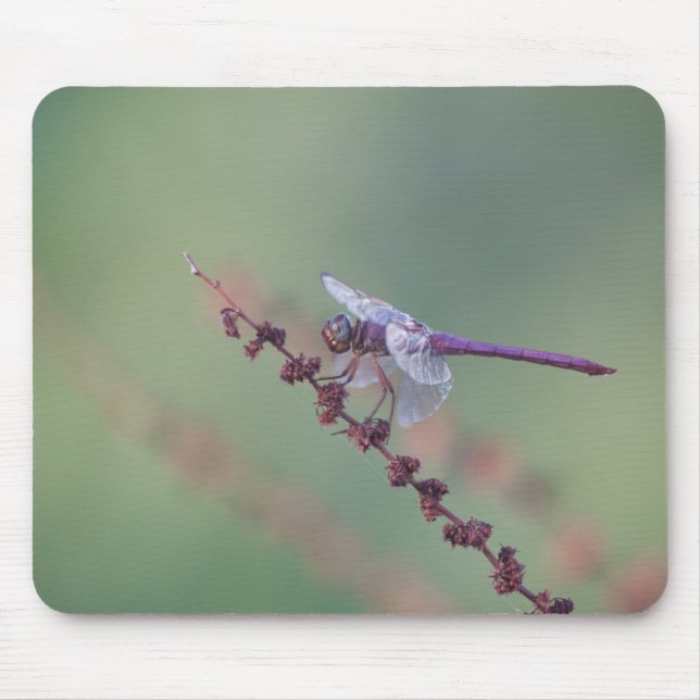 Roseate  skimmer dragonfly mouse pad (Front)