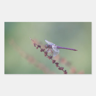 Roseate Skimmer Dragonfly Sticker