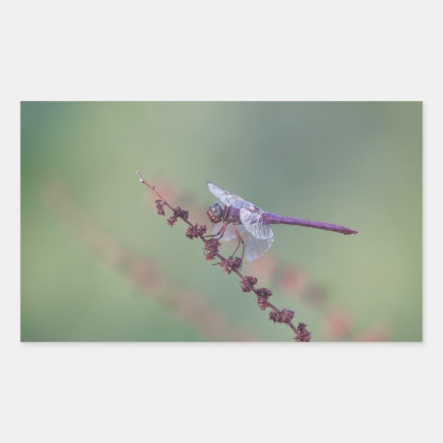 Roseate Skimmer Dragonfly Sticker (Front)