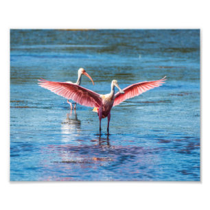 Roseate Spoonbill 10 x 8 Kodak Pro Photo Print