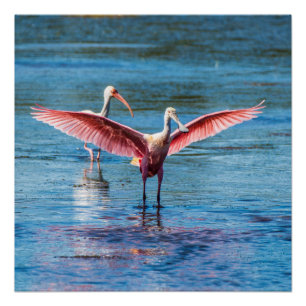 Roseate Spoonbill 20" x 20" Poster (Semi-Gloss)