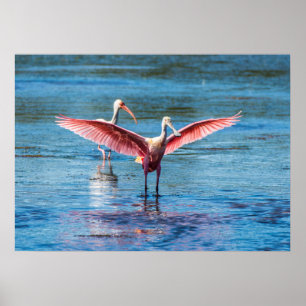 Roseate Spoonbill 28 x 20 Archival Heavy Wgt Paper Poster