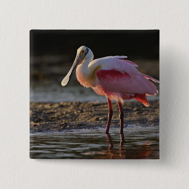 Roseate Spoonbill, Ajaia ajaja, Ding Darling 2 Inch Square Button (Front)