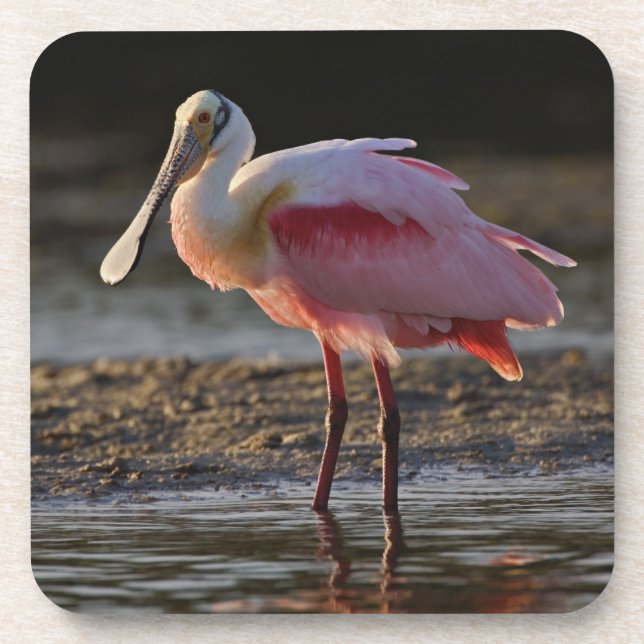Roseate Spoonbill, Ajaia ajaja, Ding Darling Coaster (Front)