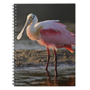 Roseate Spoonbill, Ajaia ajaja, Ding Darling Notebook