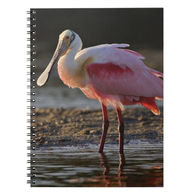 Roseate Spoonbill, Ajaia ajaja, Ding Darling Notebook (Front)
